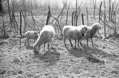 Pecore e mulo a Osogna