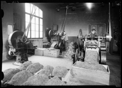 Lavorazione del tabacco alla fabbrica "La Nazionale" di Chiasso