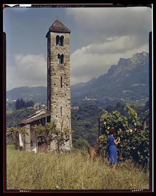 Vendemmia nei pressi della chiesa dei SS. Pietro e Paolo a Sureggio