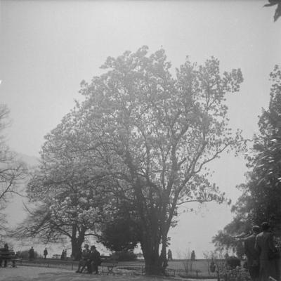 Magnolia in fiore al Parco Ciani di Lugano
