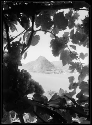 Monte San Salvatore con grappoli d'uva