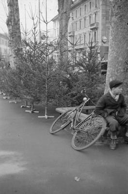 Vendita di alberi di Natale a Lugano