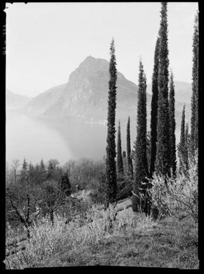 Cipressi sulle pendici del Monte Brè