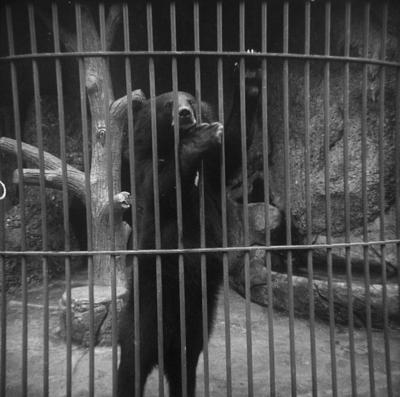 Ritratti e visita allo zoo